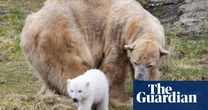 Victoria, UK’s oldest polar bear, put down after health problems