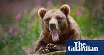 Sweden to kill 20% of its brown bears in annual hunt