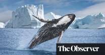 Whales are doing well so it’s time to scrap the body that once protected them, says former head