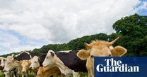 Trains disrupted again across Britain as herd of cows wanders on to tracks