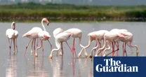 Risotto rice under threat from flamingoes in north-eastern Italy