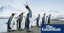 What happens now bird flu has reached the Antarctic? – podcast