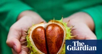 ‘Nature’s Labubu’: why are gen Z ‘unboxing’ conkers?