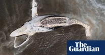 Coordinated effort needed to stop whales getting tangled in ropes and nets, scientists say – video