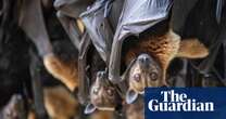 Strobe lights and black outs: Australian power companies seek to reduce bat electrocutions