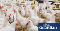 UK farmers warn against including lower-welfare chicken in Gulf trade deal