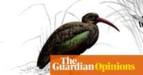 A hadada: nothing can quite capture the sound of these birds, because it’s mainly just rude noise | Helen Sullivan