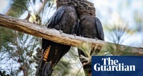 Glossy black cockatoos could be pushed towards extinction in Victoria if burns go ahead, experts warn