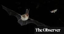 Where are all the bats? – alarm as numbers fall in England