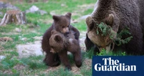The week in wildlife – in pictures: hugging bear cubs, quarrelling birds and London goslings