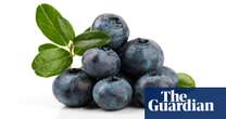 Purple patch for British blueberries as sales boom