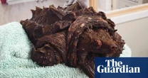 The week in wildlife – in pictures: a bone-crunching turtle, golfing giraffes and goofy gorillas