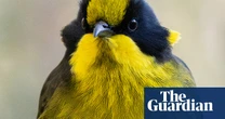 Helmeted honeyeaters return to Cardinia in Victoria for first time since 1983’s Ash Wednesday bushfires