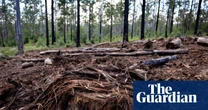 Queensland land clearing figures show state remains ‘deforestation capital of Australia’, conservationists say