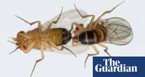 Air pollution hindering mating of fruit flies by reducing output of male scent