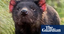 ‘Really amazing’: joy as 10 Tasmanian devil joeys emerge from Australia’s biggest mainland breeding program