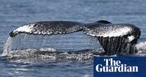 Humpback whale makes record journey of more than 13,000km from South America to Africa