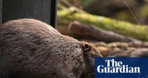 Scheme to release beavers into wild in England has stalled, say nature experts