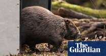 Why are beavers being released into England’s rivers? What you need to know