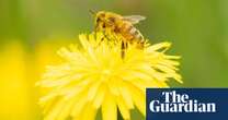 High fertiliser use halves numbers of pollinators, world’s longest study finds