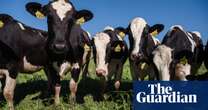 US to survey dairy cattle brought to slaughter to study bird flu infections