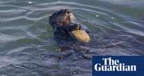 Sea otters use tools to open hard-shelled prey, saving their teeth, research reveals