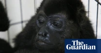 Monkeys ‘falling out of trees like apples’ in Mexico amid brutal heatwave