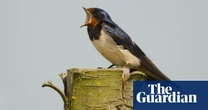 Swallow, swift and house martin populations have nearly halved, finds UK bird survey