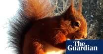 Red squirrels to vanish from England unless vaccine against squirrelpox funded