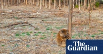 Koalas face death, attacks and starvation as blue gums chopped down in Victoria