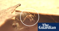 150 million years old and critically endangered: assassin spider stalks its prey – video