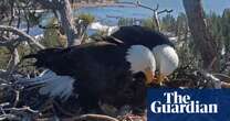 Pair of bald eagles welcome two hatchlings in California