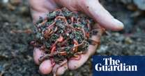 ‘Pesticides by stealth’: garden soil conditioners killing worms, experts fear