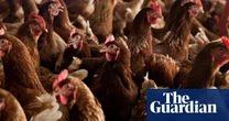 Extreme heat may be crucial factor in human spread of bird flu