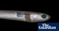 I’m obsessed with deep sea sharks: their bioluminescent spots are just visible in the pitch black environment they live in