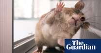 Cheap, smart and efficient: how giant rats are transforming the fight against TB