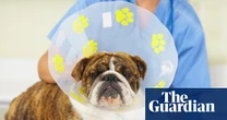 Vets could be made to publish prices after UK watchdog investigation