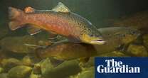 Britain’s favourite fish at risk of wipeout within decades, predicts report