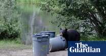 California bears make themselves at home as humans build closer to nature