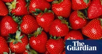 June’s sunshine adds extra sweetness to bumper summer for UK strawberries