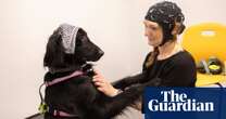 Cambridge study aims to find out if dogs and their owners are on same wavelength