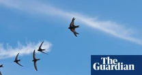 Migrating swifts loyally return every year to nests in buildings, study finds