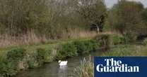 Attempt to protect England’s rare chalk streams in planning bill rejected by Labour MPs