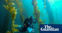 ‘The forgotten forest’: how smashing 5.6m urchins saved a California kelp paradise