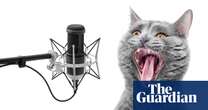 ‘A kitten on heat with a racy physique’: the mystery of the bloodcurdling cat screech used in hundred of movies