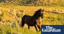 ‘Incredible’ news for bears and wild horses as US shifts preservation plans