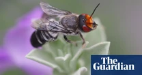 Scientists recommend limits on urban beekeeping to protect Australia’s native bees from honeybees