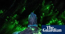 Can you spot the poacher’s handprint? Earth Photo award winners – in pictures