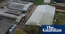 UK supermarkets suspend supplies from Lincolnshire pig farm over cruelty claims