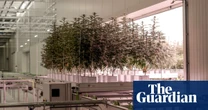 A greener weed: the UK firm growing carbon-neutral cannabis